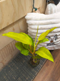 Philodendron Thai Sunrise