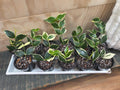 Hoya Polyneura outer variegated