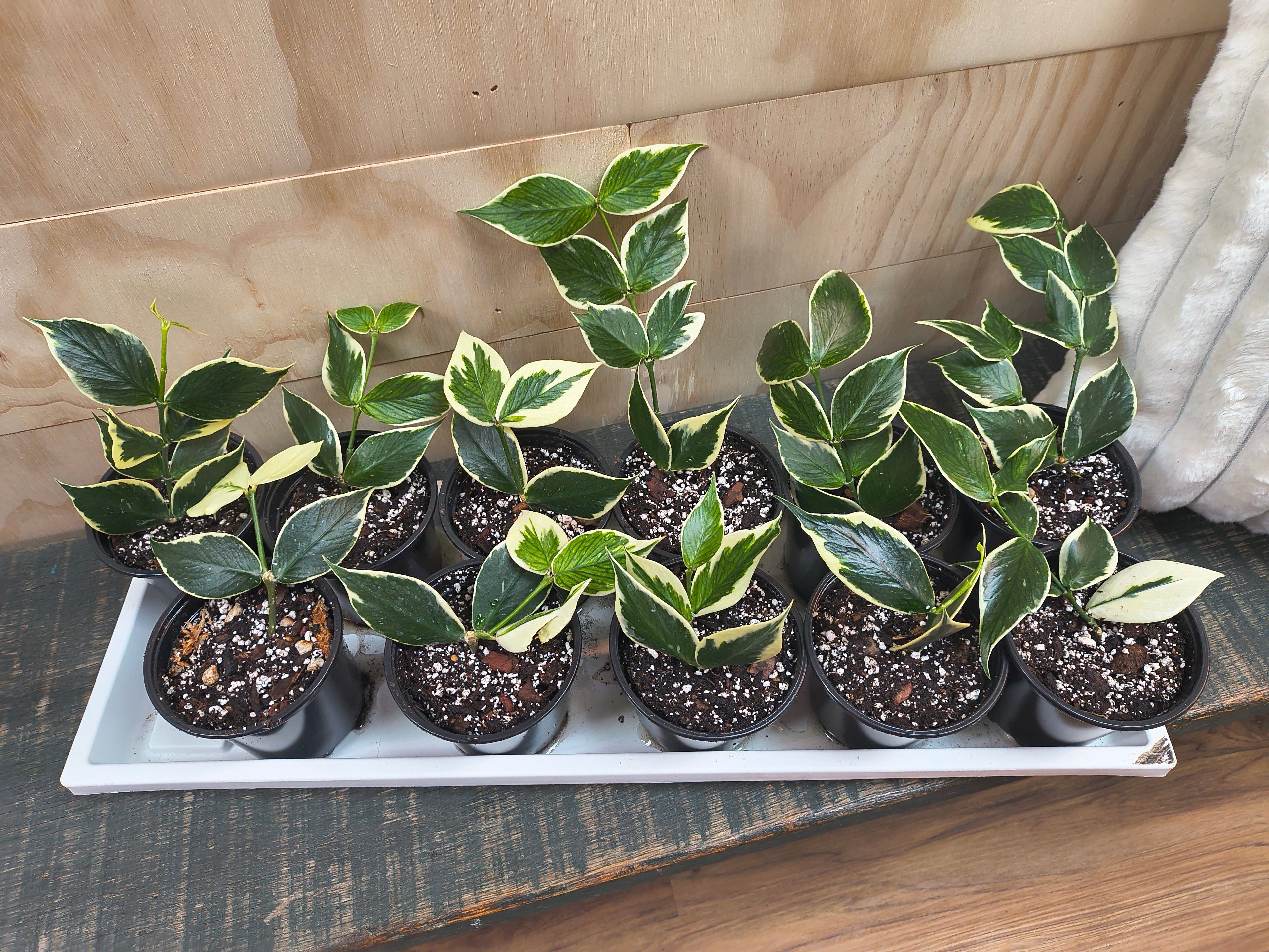 Hoya Polyneura outer variegated