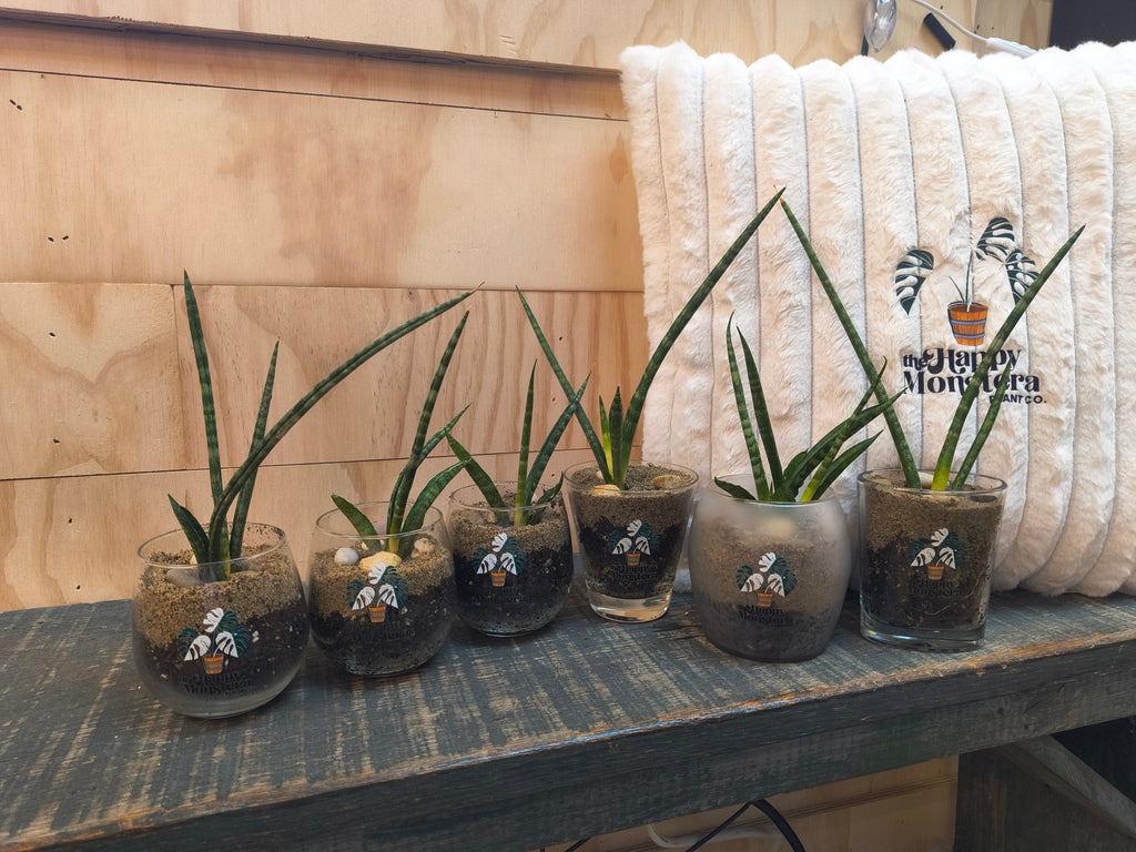 Sansevieria Torch Mikado