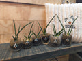 Sansevieria Torch Mikado