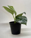 Pothos 'Silver Splash'