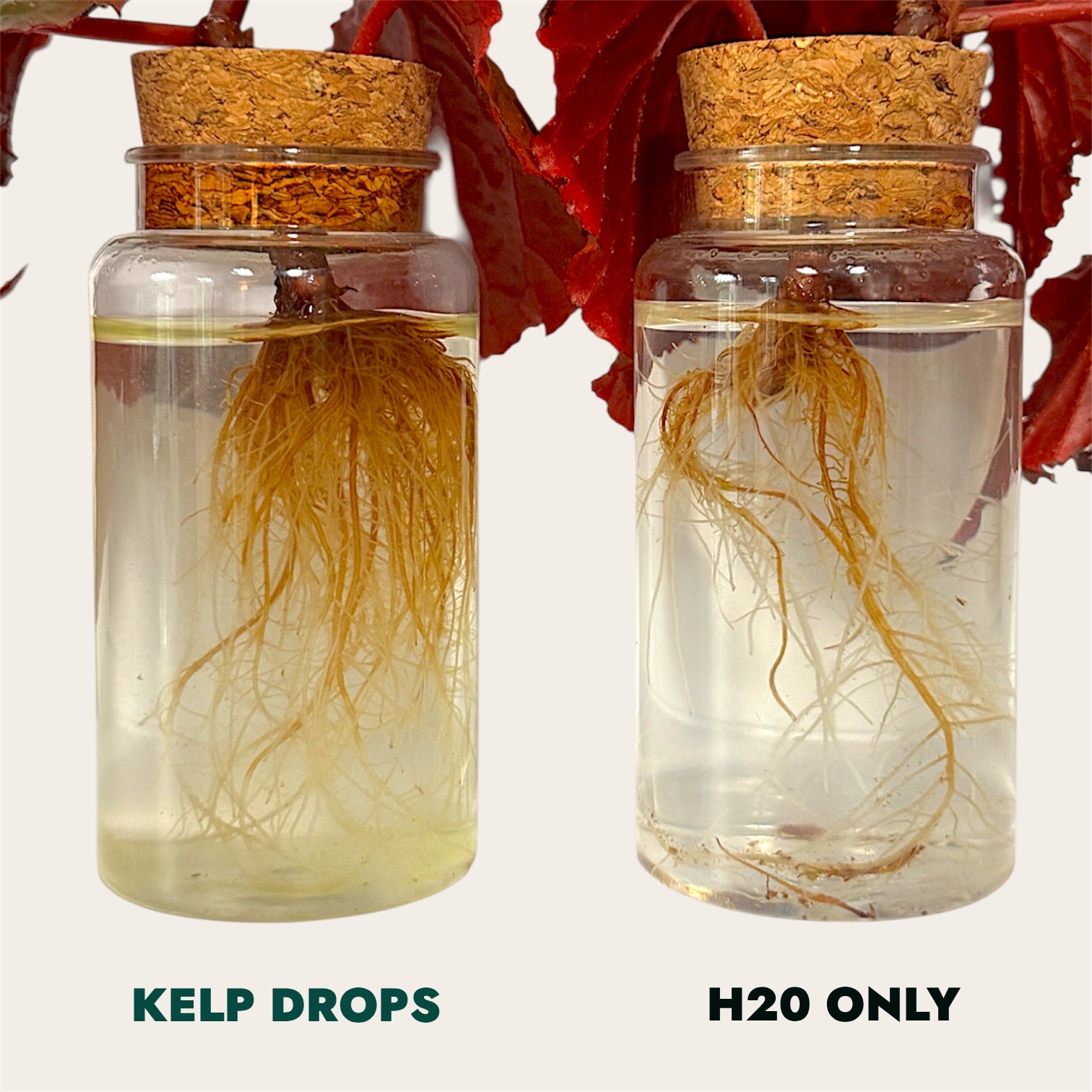 Ocean Made Kelp Drops | Plant Growth Concentrate