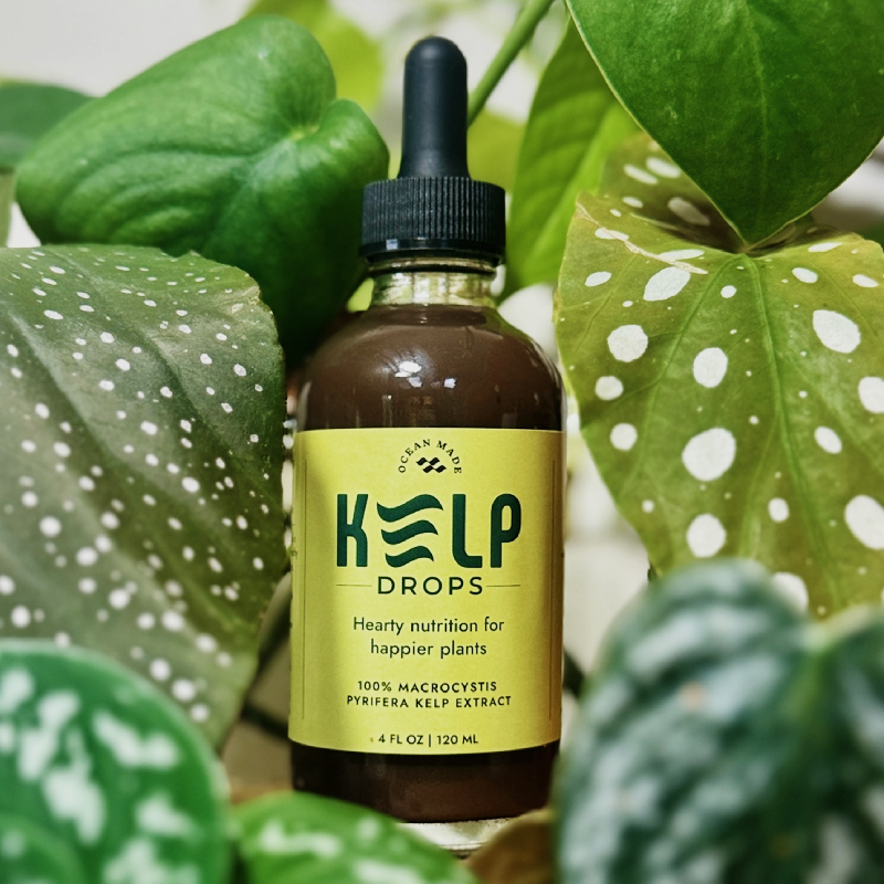Ocean Made Kelp Drops | Plant Growth Concentrate