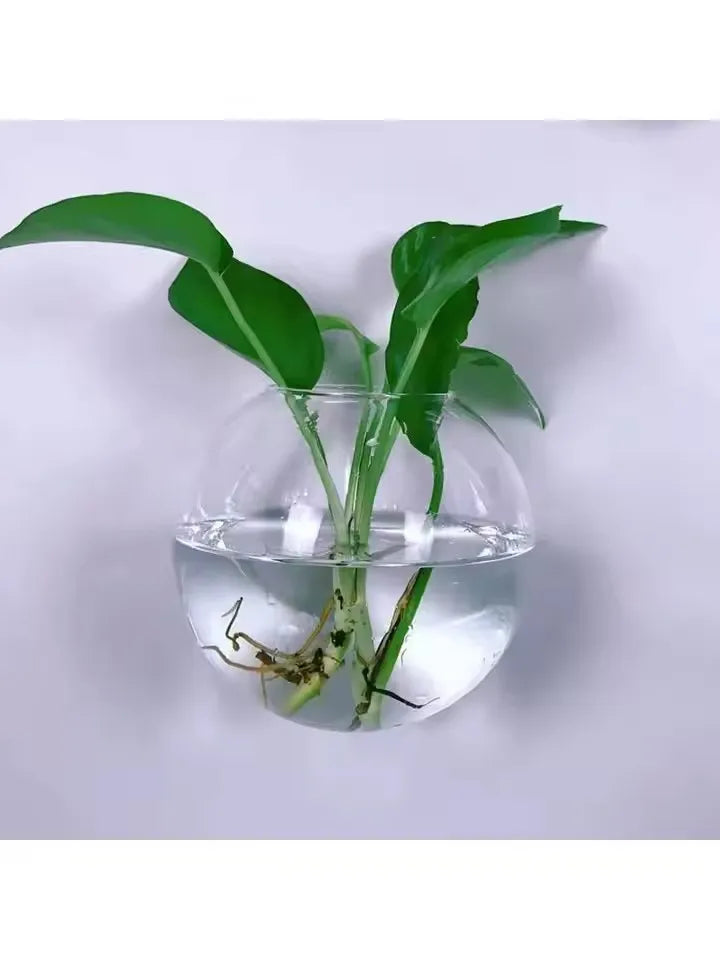 Clear glass vase with green plant on a white background