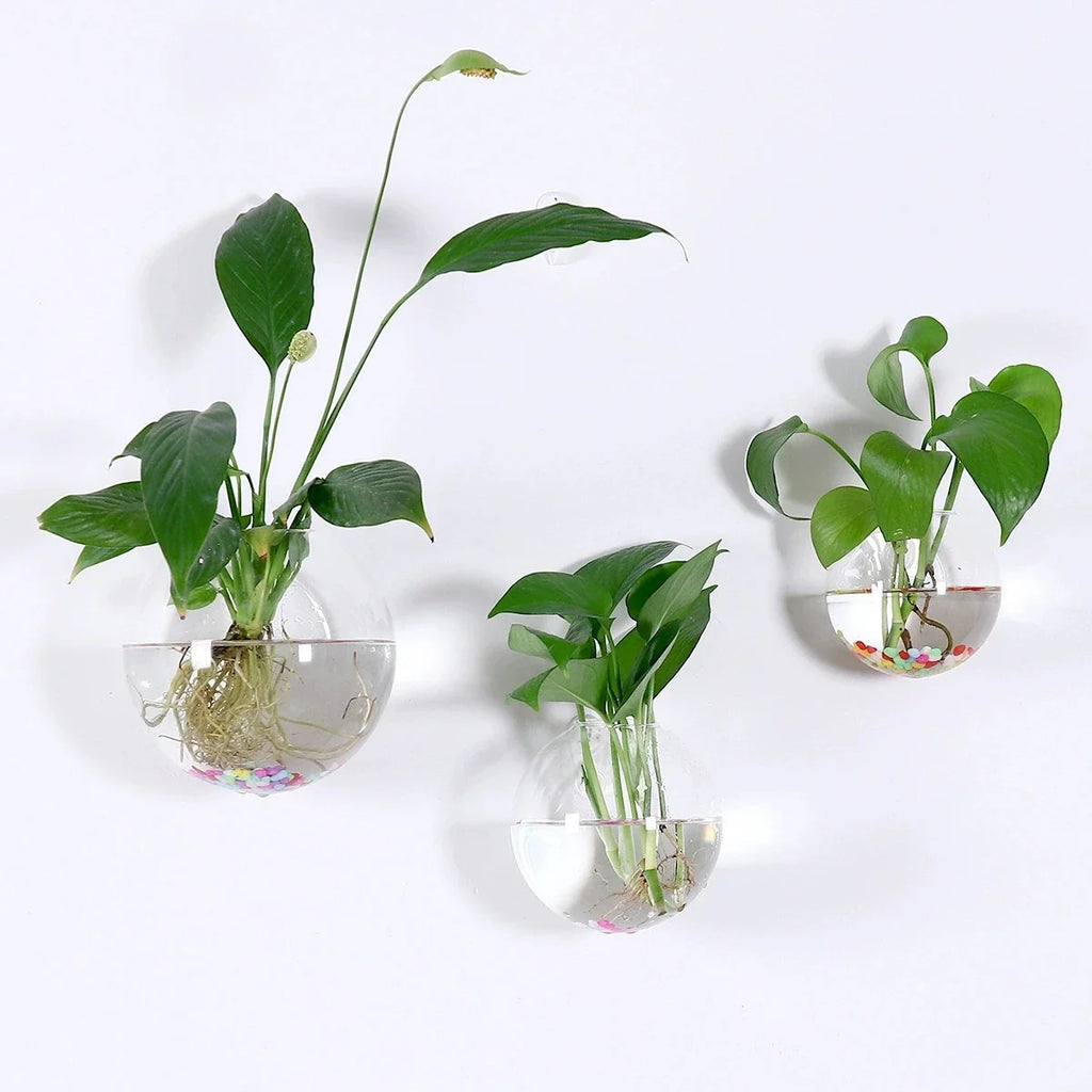 Three clear glass wall-mounted hanging planters with green houseplants, arranged on a plain white wall.