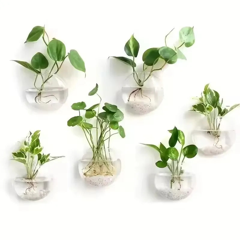 Set of six wall-mounted glass vases with plants on a white background