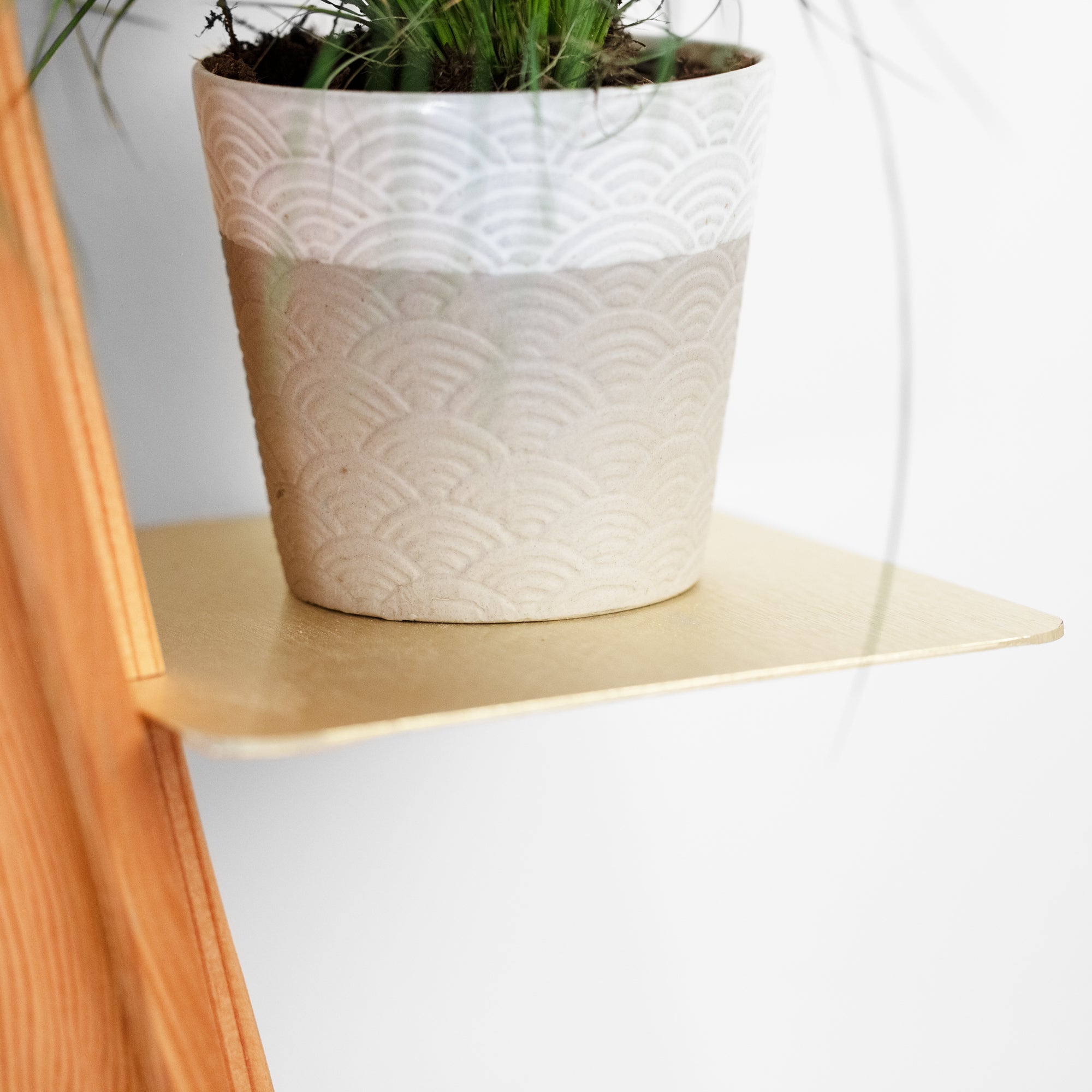 Wallflower Plant Shelf; Wall-Mounted Display for Trailing and Potted Plants