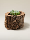 Chunky natural virgin cork bark planter with raw textured surface holding a pale green echeveria succulent, on a warm grey background
