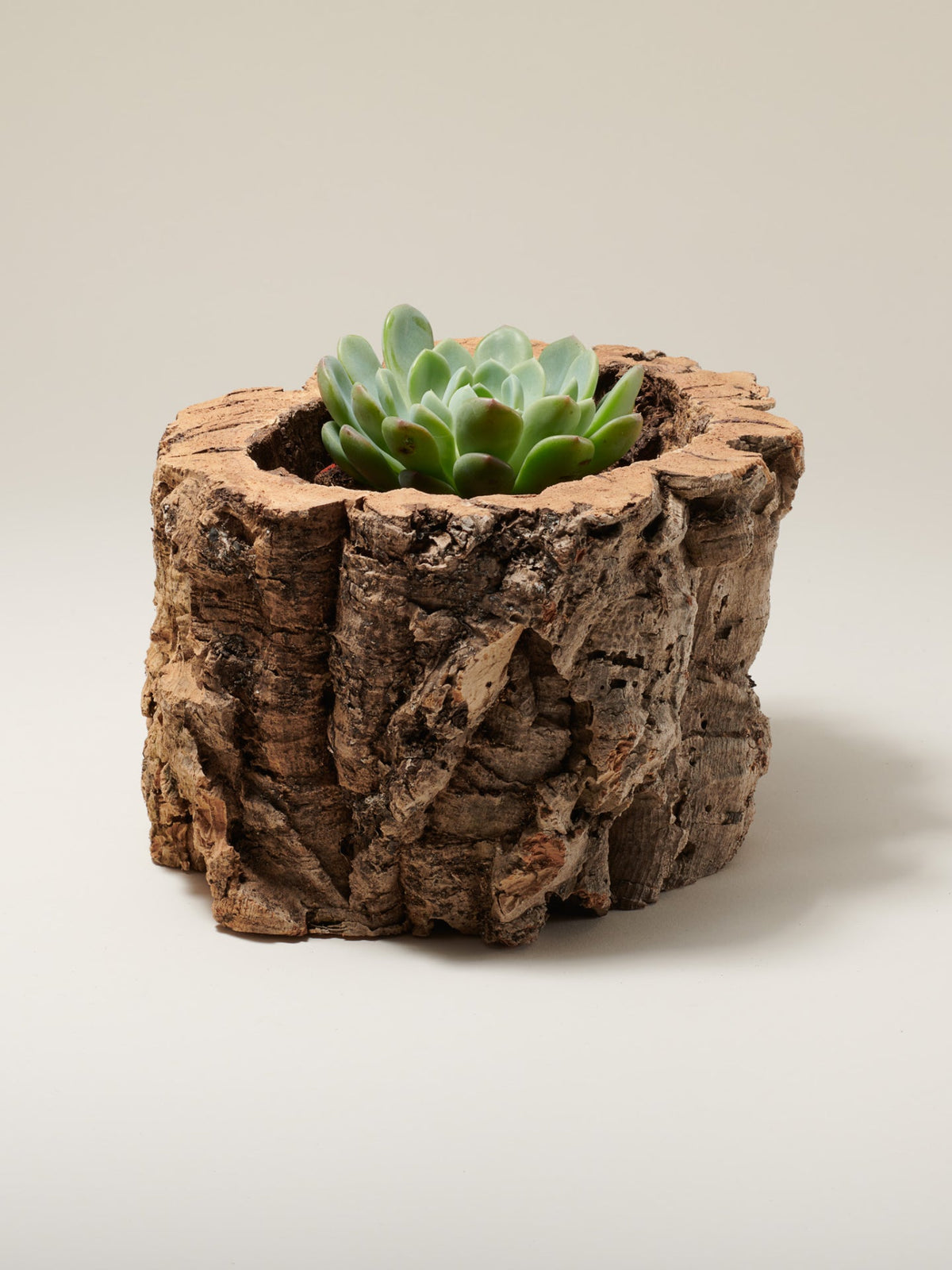 Chunky natural virgin cork bark planter with raw textured surface holding a pale green echeveria succulent, on a warm grey background