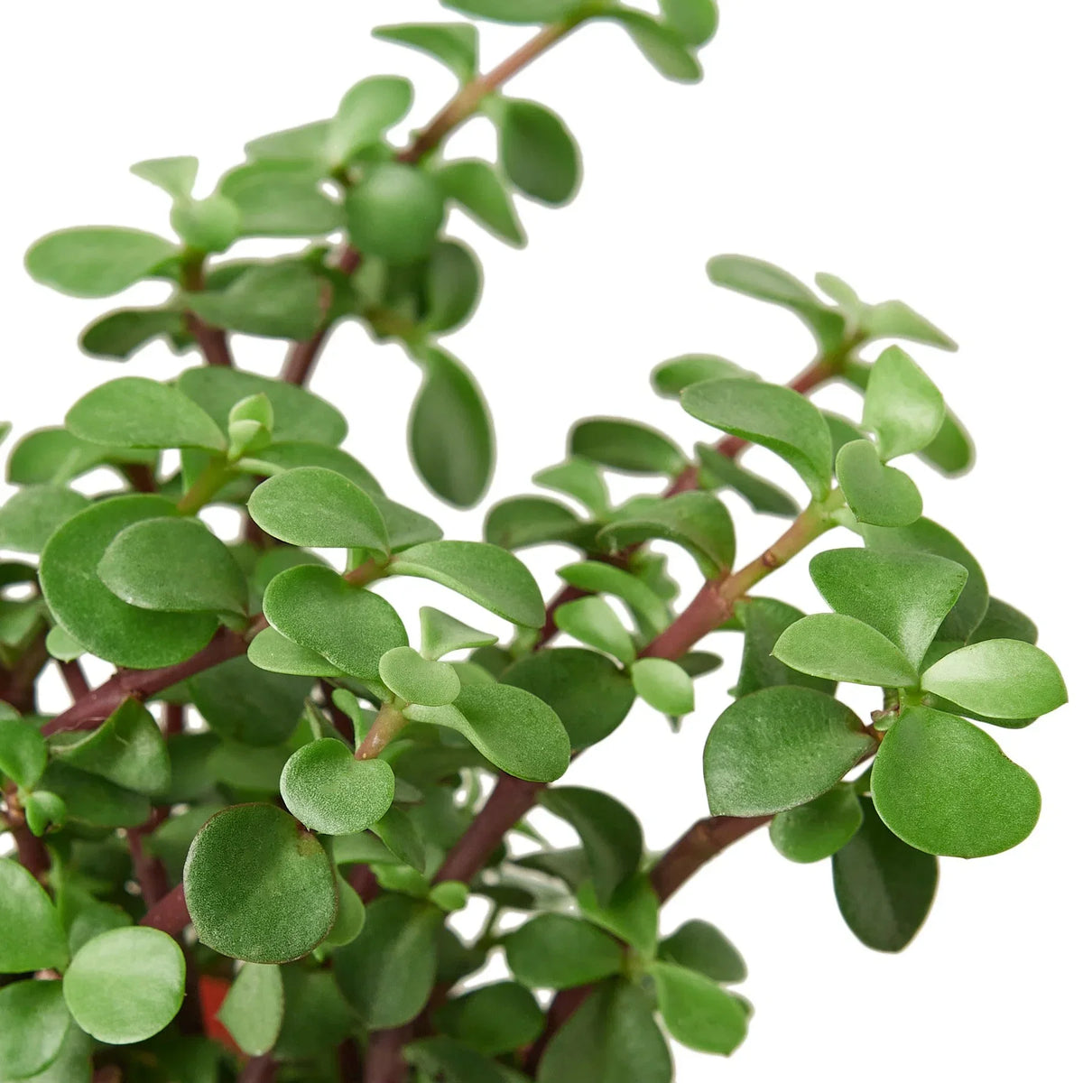 Close-up of Elephant Bush succulent showing dense reddish-brown stems with small rounded bright green leaves