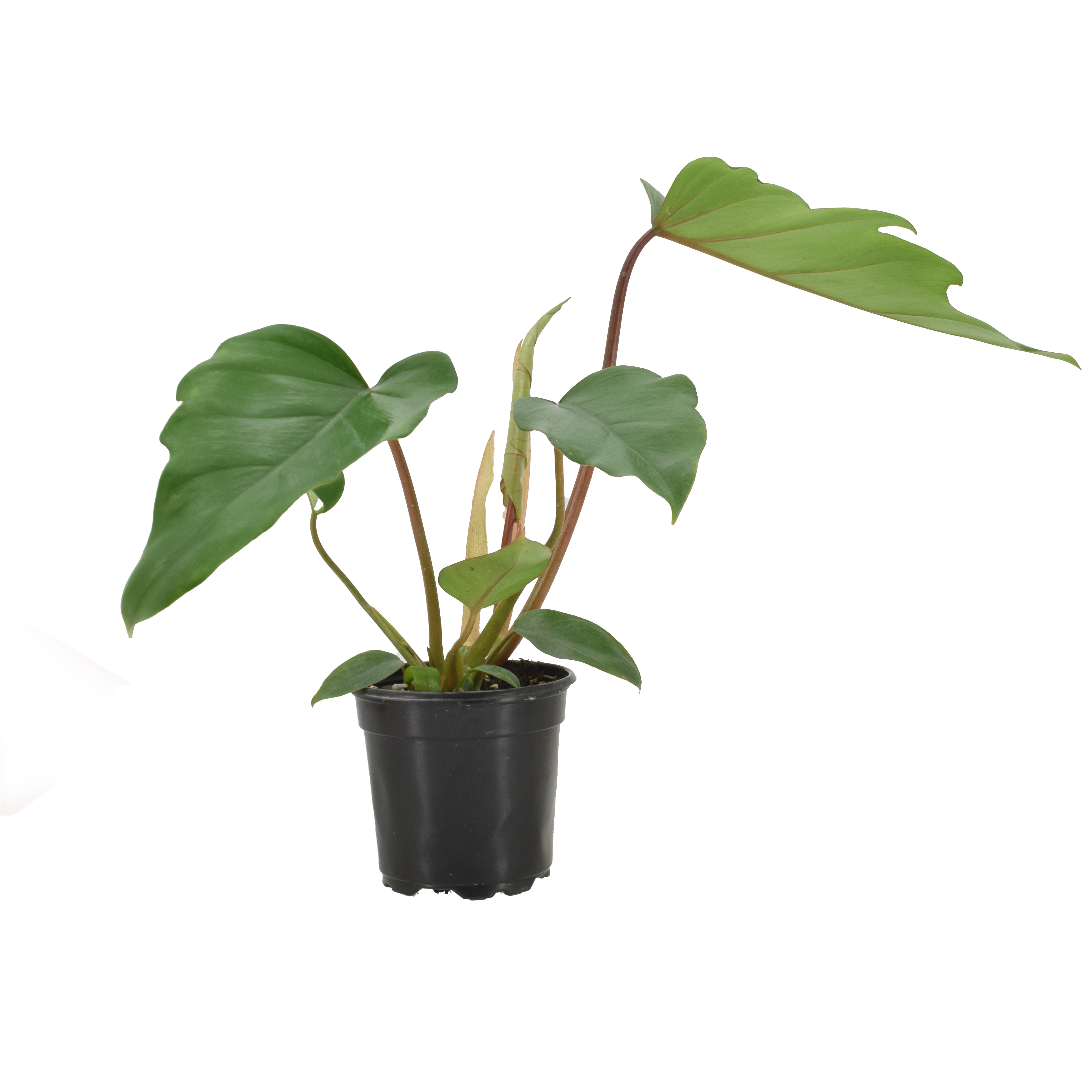 Philodendron Mayoi Hybrid