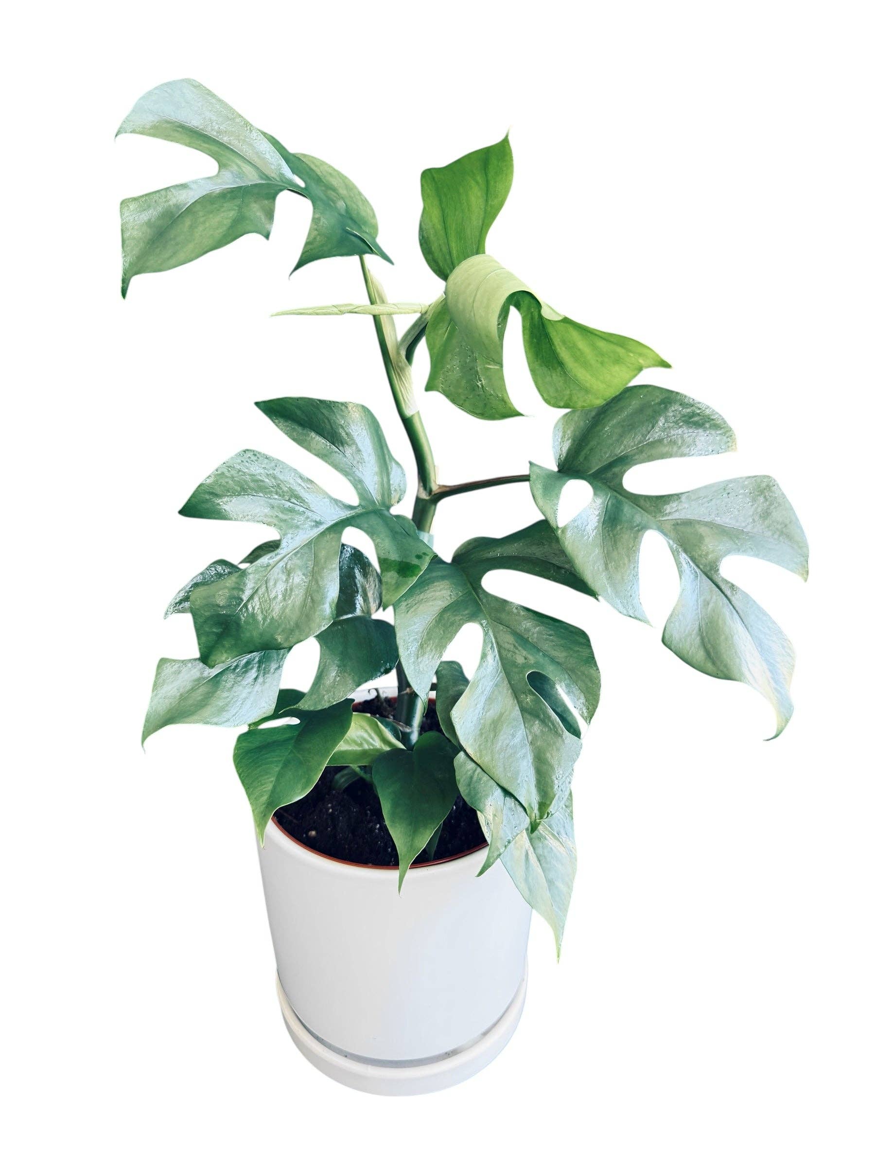 Blue Steel Monstera