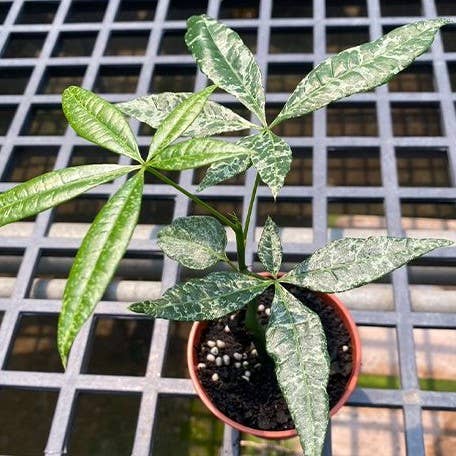 Pachira glabra 'Milky Way' variegated AKA Variegated Money Tree