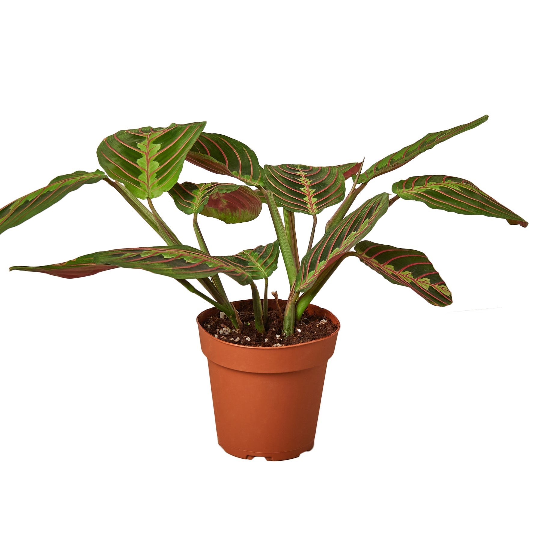 Maranta Red Prayer plant with broad dark green oval leaves featuring vivid red veining and lighter green patterning, in a terracotta nursery pot on a white background