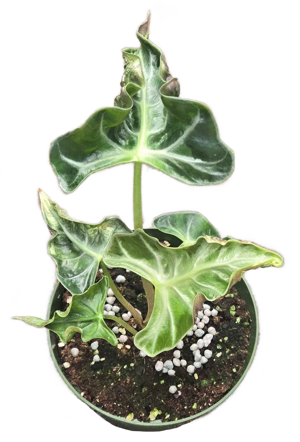Alocasia Loco