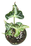 Alocasia Loco