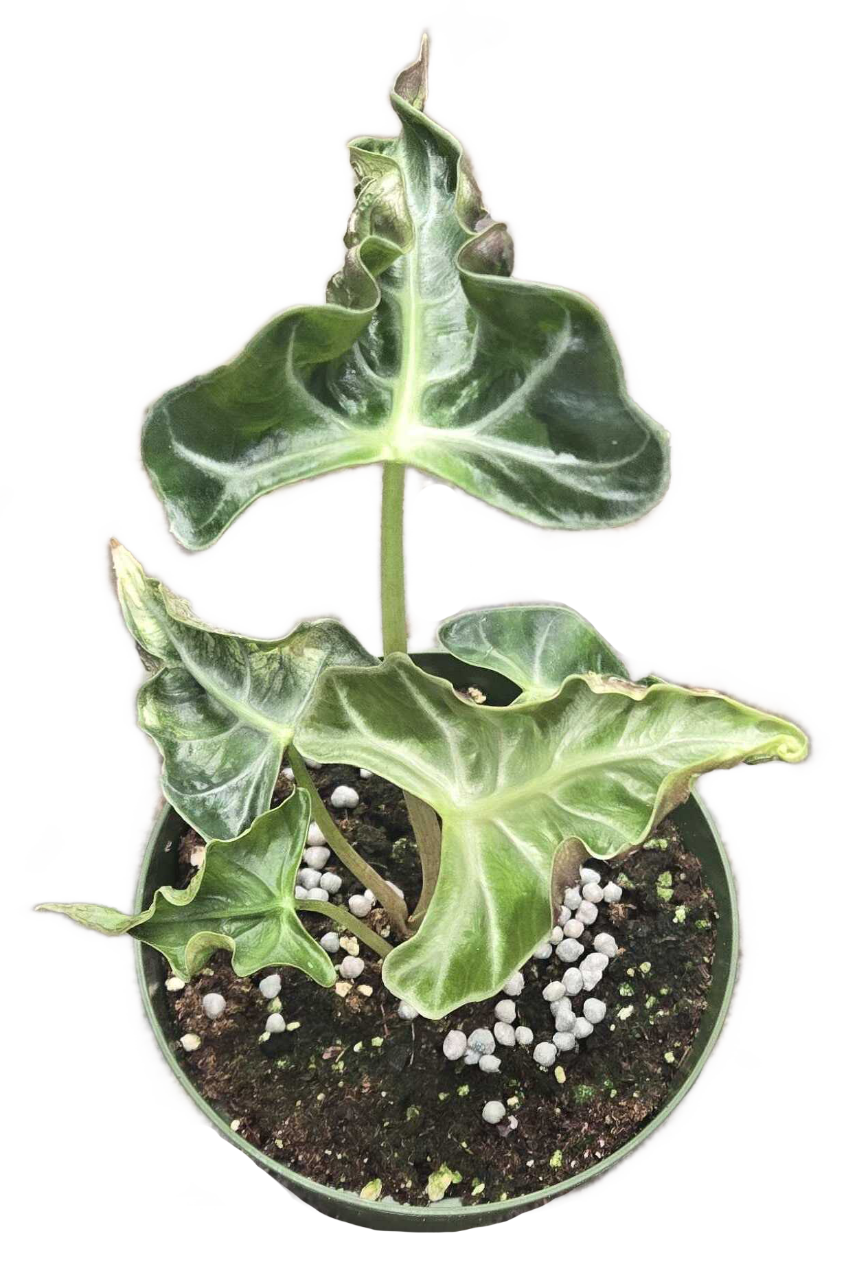 Alocasia Loco