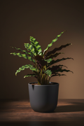 Calathea Lancifolia Rattlesnake plant with wavy spotted dark green leaves and purple-red undersides in a matte charcoal pot on a dark wood surface with warm dramatic side lighting