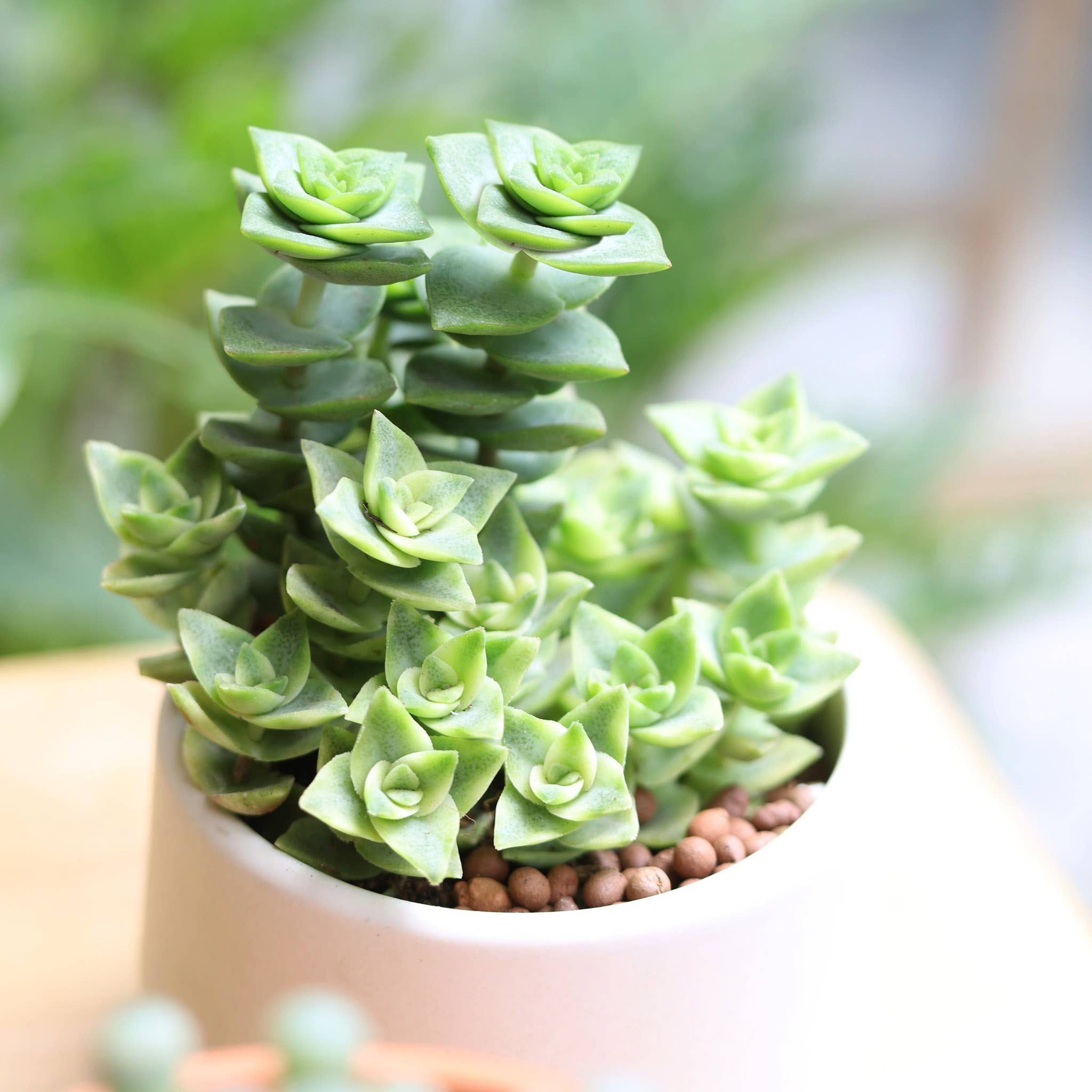 Variegated String of Buttons