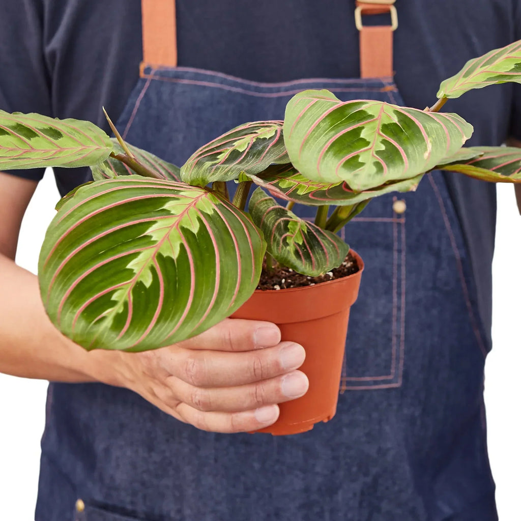 Horticulturist in denim apron holding a small Maranta Red Prayer plant in a terracotta nursery pot