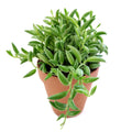 String of Bananas