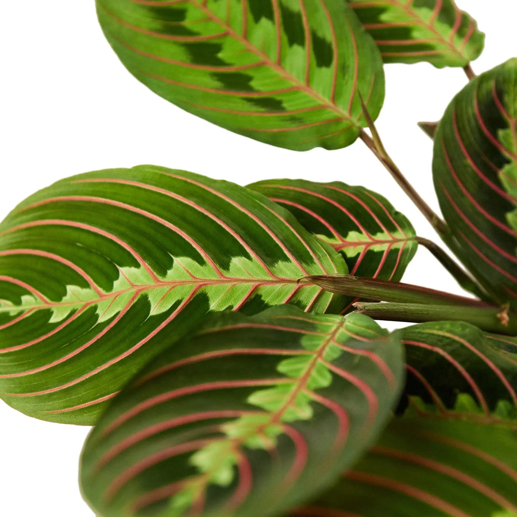 Close-up of Maranta Red Prayer plant leaves showing vivid pink-red veining and dark green patterned foliage on white background