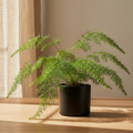 Fern Sprengeri — delicate feathery fronds cascading outward, styled in a bright sun-drenched interior