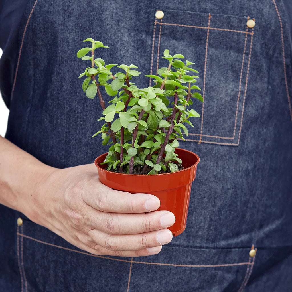 Portulacaria afra Elephant Bush trailing stems with small green leaves on a white background