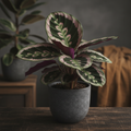 Calathea Purple Rose in a dark ceramic pot with dramatic pink and green foliage