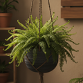 Curly Boston Fern Emina in a dark hanging ceramic pot
