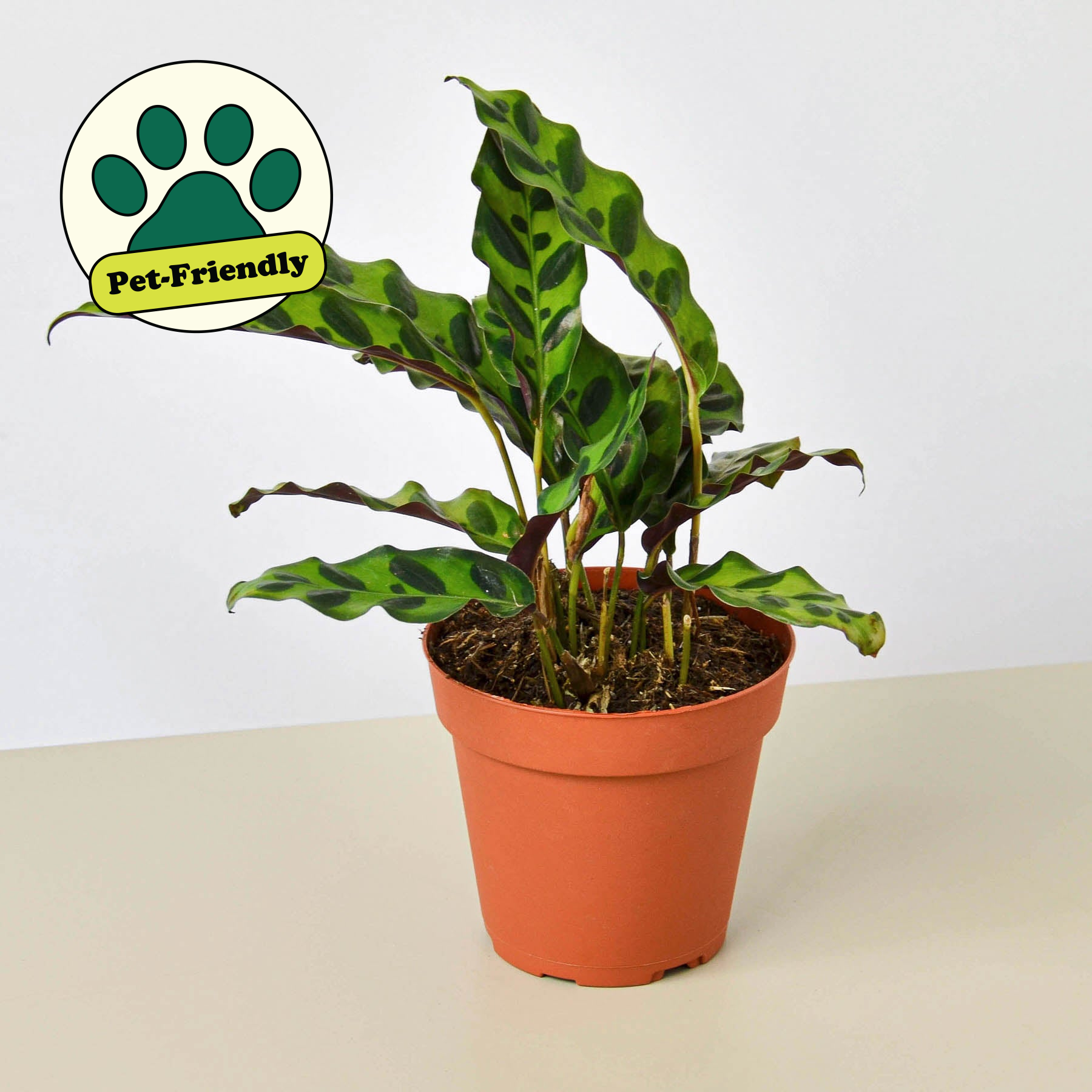 Calathea Lancifolia Rattlesnake with long wavy dark green leaves patterned with bold dark oval spots and purple undersides, in a terracotta nursery pot on a light background, with pet-friendly badge