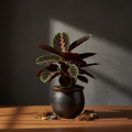 A potted Calathea plant with dark burgundy and green patterned leaves, in a dark textured ceramic pot, sitting on a wooden surface with decorative moss and stones against a dark gray wall with dramatic sunlight shadows.