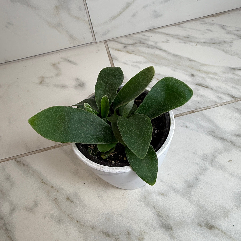 Platycerium Netherlands Staghorn Fern, 4" Plant