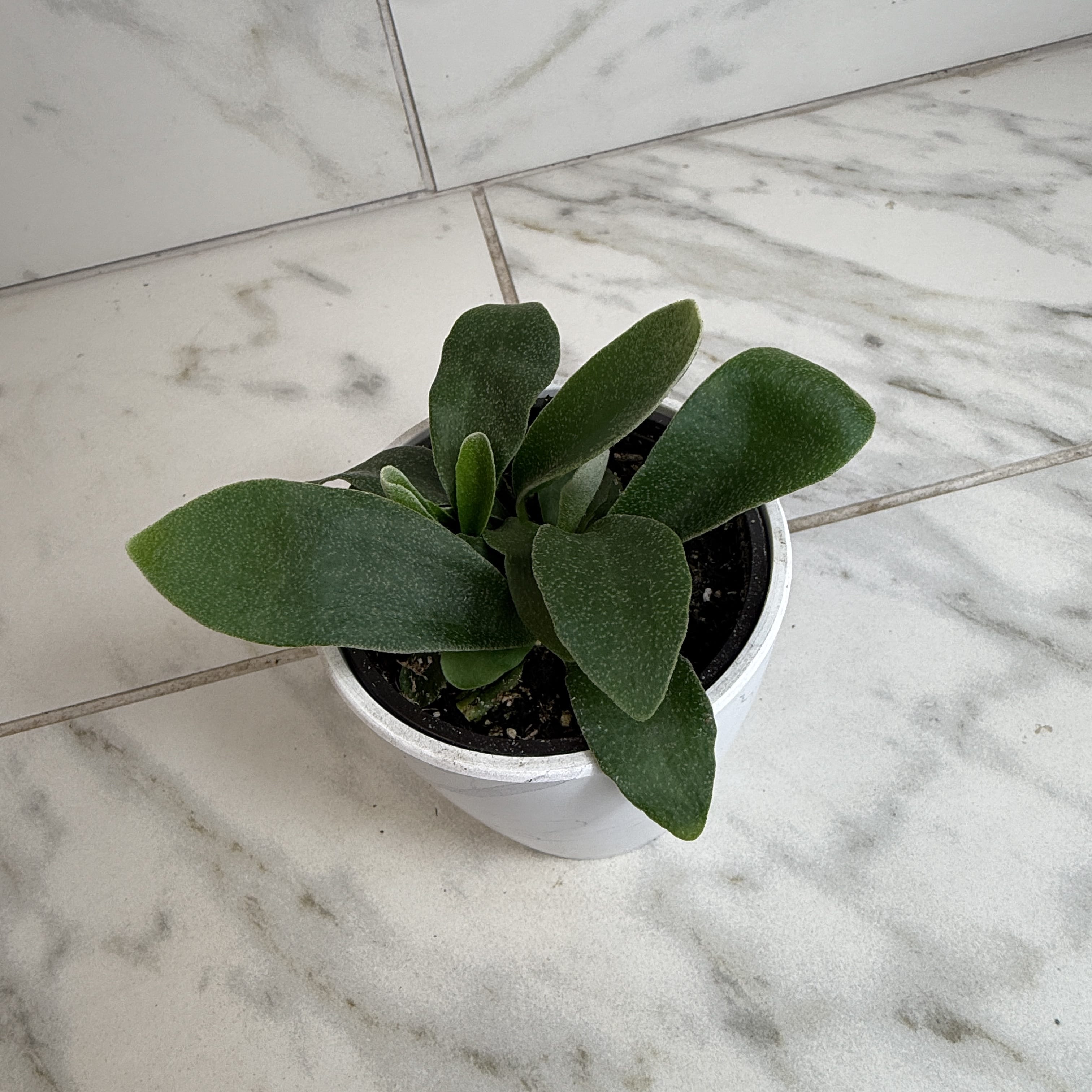 Platycerium Netherlands Staghorn Fern, 4" Plant