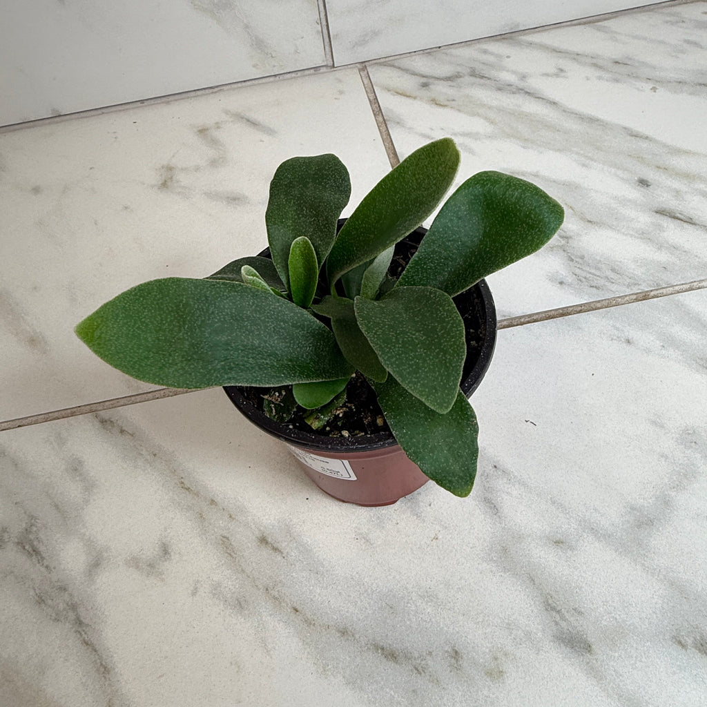 Platycerium Netherlands Staghorn Fern, 4" Plant