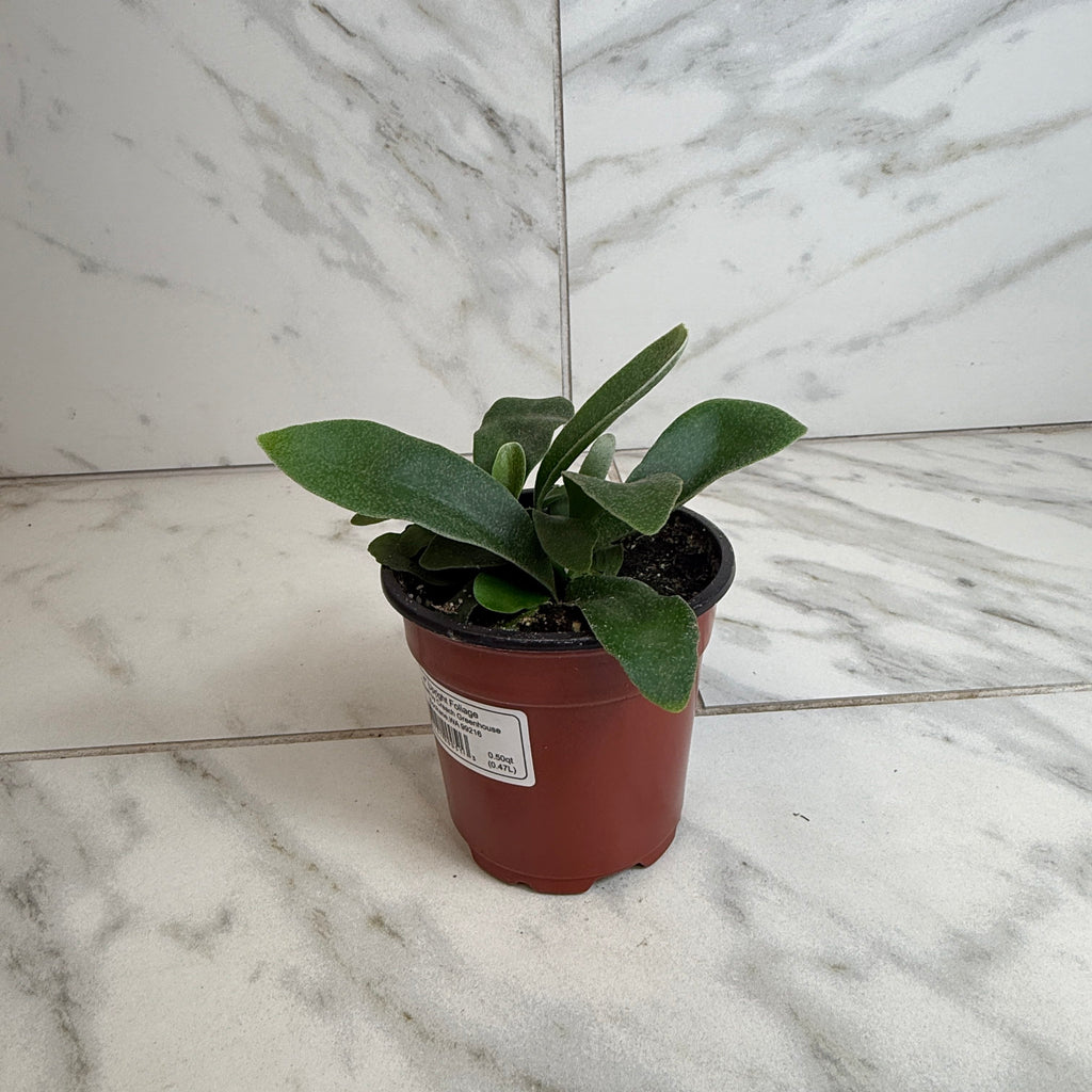 Platycerium Netherlands Staghorn Fern, 4" Plant