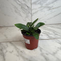 Platycerium Netherlands Staghorn Fern, 4" Plant