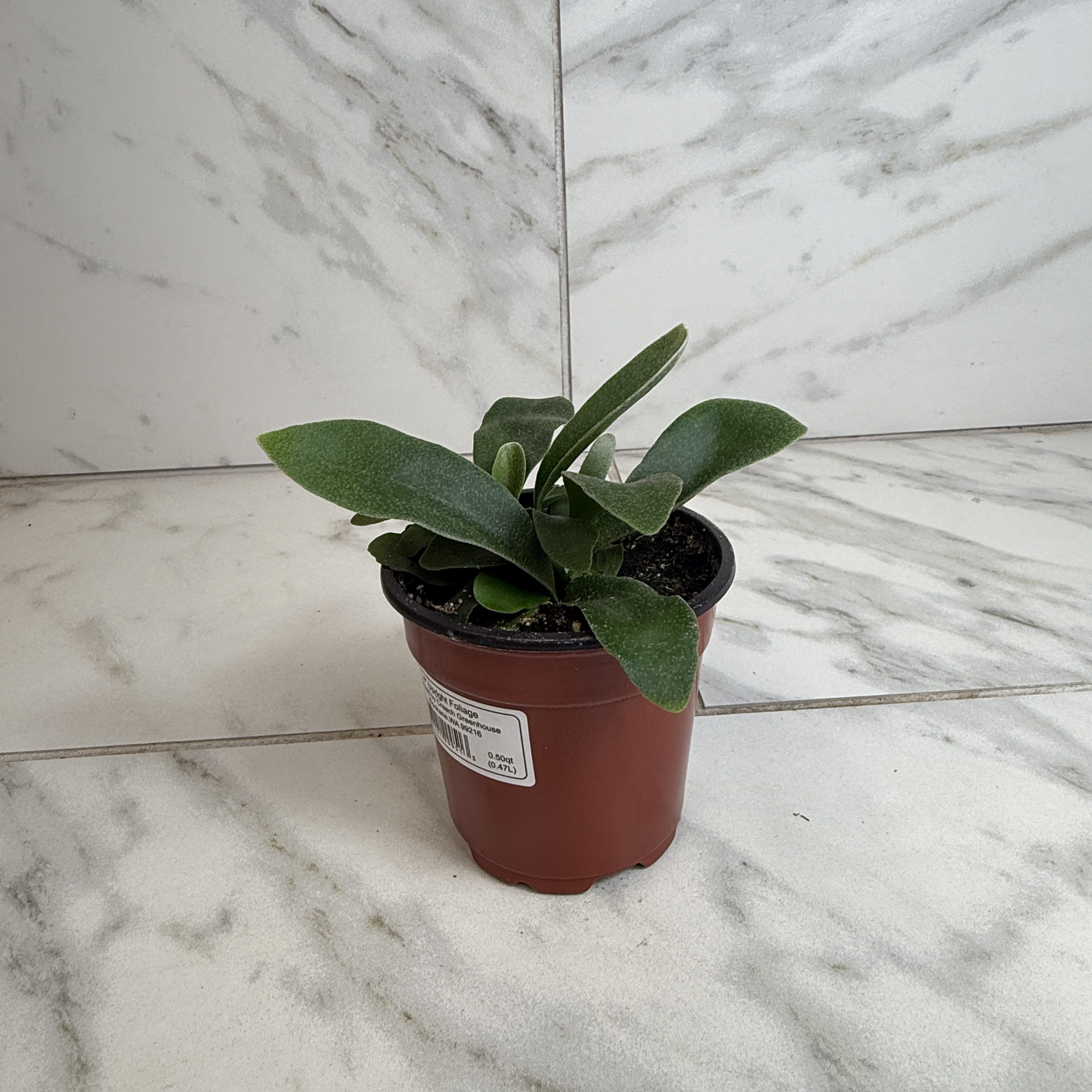 Platycerium Netherlands Staghorn Fern, 4" Plant