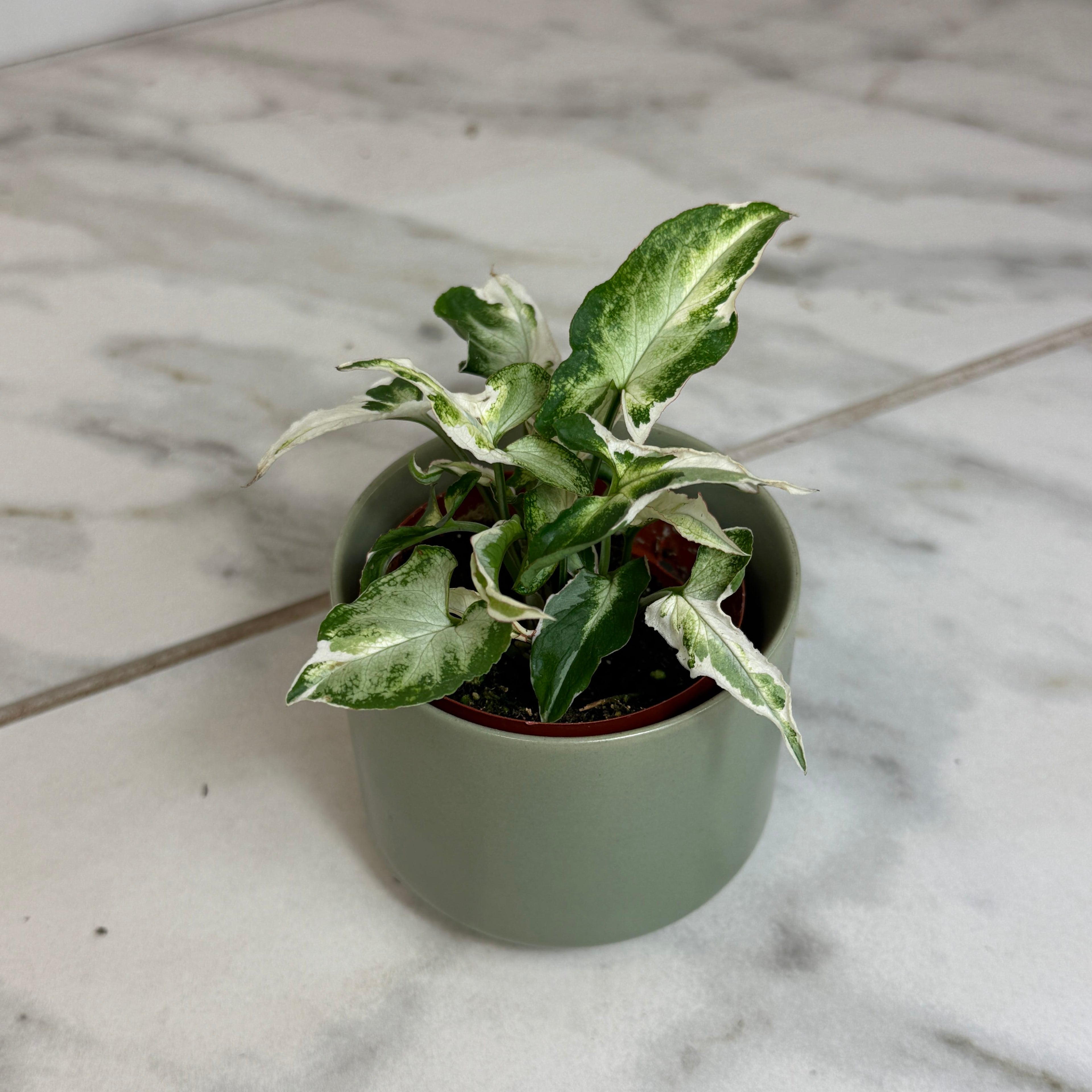 Syngonium Starlite, 2" Plant