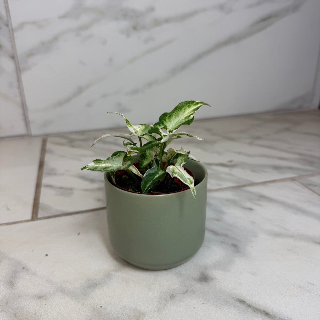 Syngonium Starlite, 2" Plant