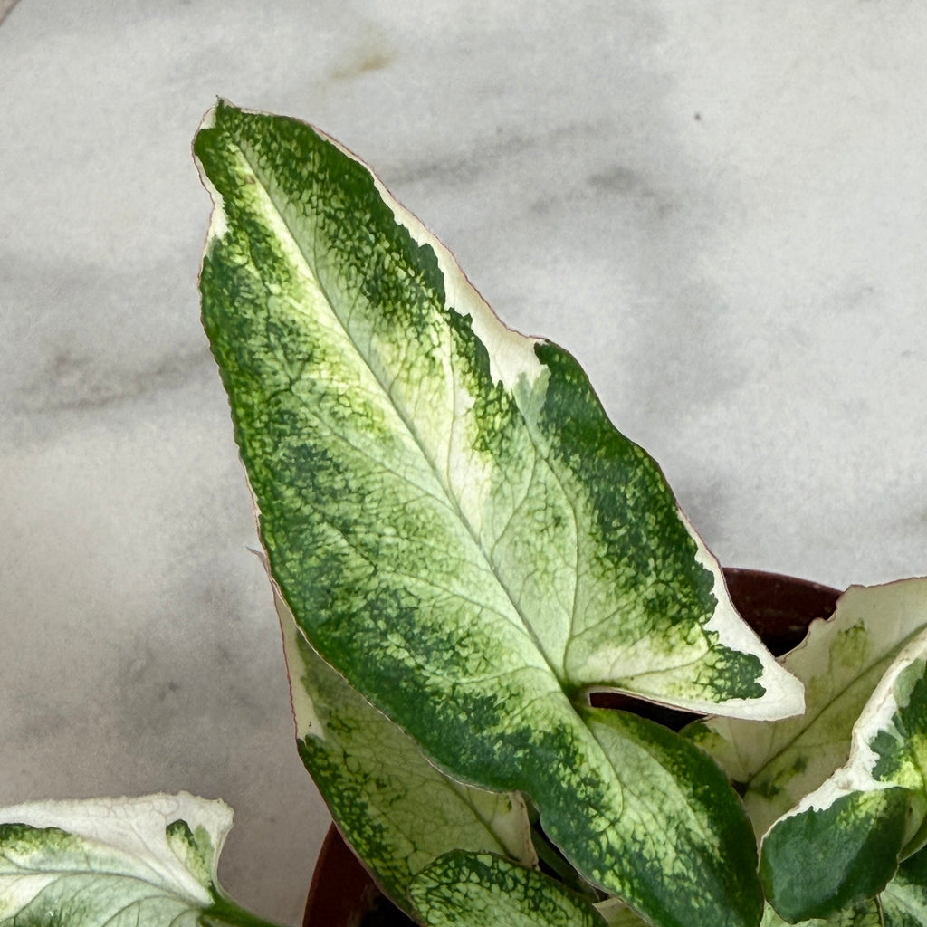Syngonium Starlite, 2" Plant