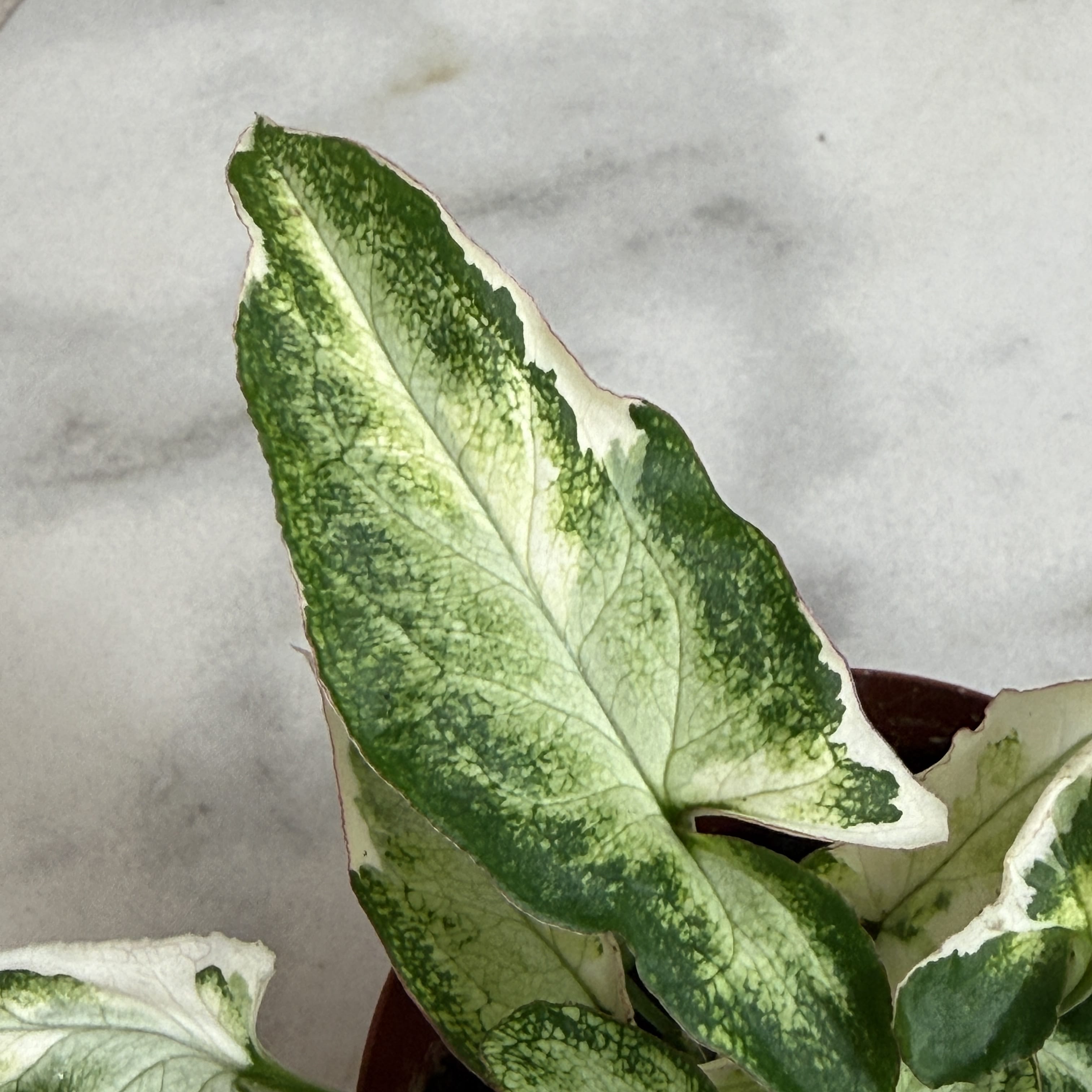 Syngonium Starlite, 2" Plant