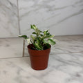 Syngonium Starlite, 2" Plant